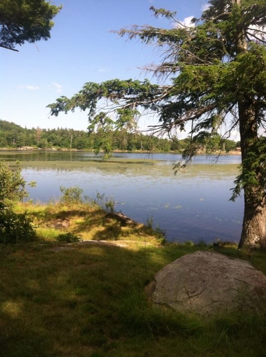 Lake shoreline with evergreen trees