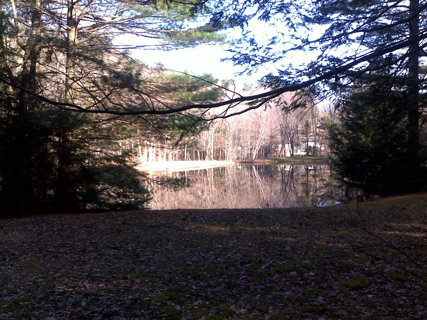 Calm lake surrounded by bare trees
